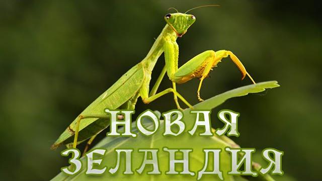 Новая Зеландия - Насекомые. #Документальный фильм. Новая Зеландия - Насекомые. #Документальный фильм.
