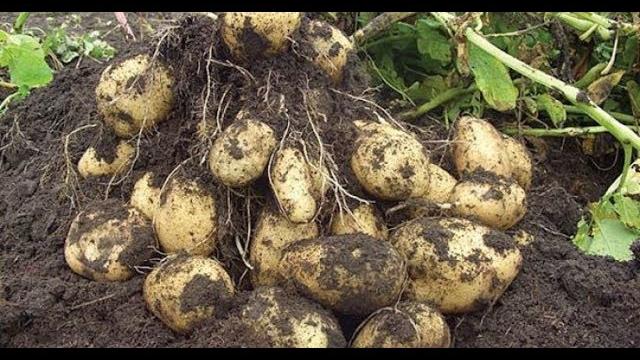 КАРТОФЕЛЯ БУДЕТ МНОГО БЕЗ ОКУЧИВАНИЯ И ПОЛИВОВ!ЛЕНИВЫЙ СПОСОБ!!! КАРТОФЕЛЯ БУДЕТ МНОГО БЕЗ ОКУЧИВАНИЯ И ПОЛИВОВ!ЛЕНИВЫЙ СПОСОБ!!!