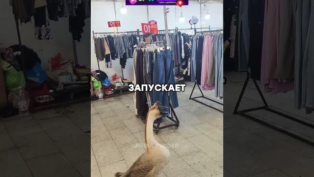 Гусь ищет хозяина в магазине Гусь ищет хозяина в магазине