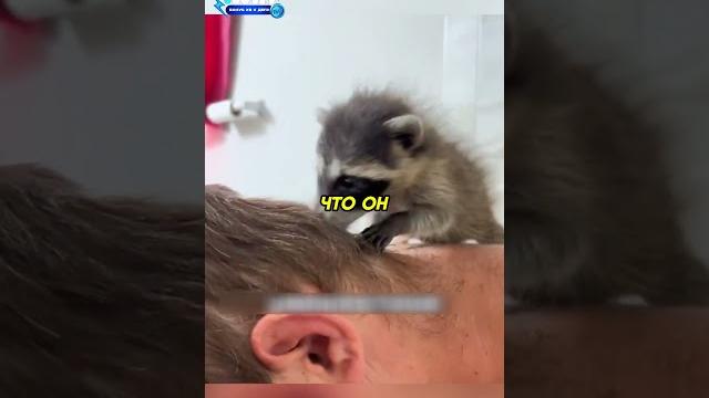 Мужчина вырастил енота️ #животные #animals Мужчина вырастил енота️ #животные #animals