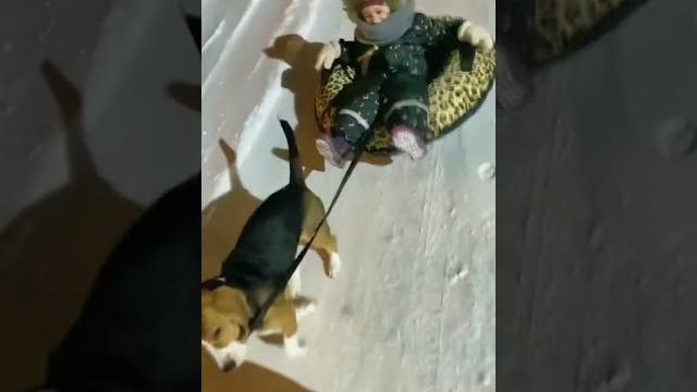 Щенок Бигль на прогулке катает девочку на плюшке! Зимние забавы, дети и забавные питомцы! Смешно Щенок Бигль на прогулке катает девочку на плюшке! Зимние забавы, дети и забавные питомцы! Смешно