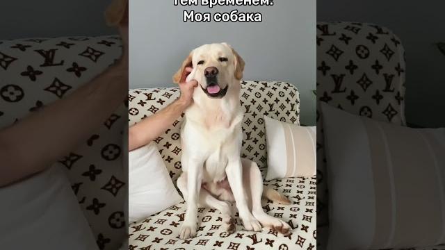 #собака #лабрадор #животные #собака #лабрадор #животные