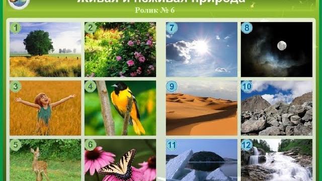 Живая и неживая природа. Живая и неживая природа.