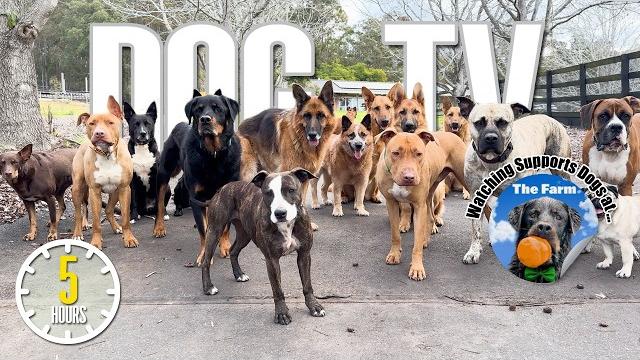 Entertaining Doggy Daycare TV - Dog Video for Dogs To Watch - Relaxing Music & Real Sounds Entertaining Doggy Daycare TV - Dog Video for Dogs To Watch - Relaxing Music & Real Sounds