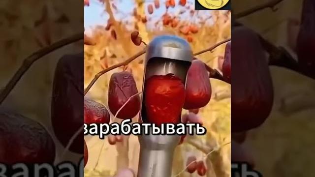 У нас коровы и лошади. Прикол. Максометр. Смешно. У нас коровы и лошади. Прикол. Максометр. Смешно.