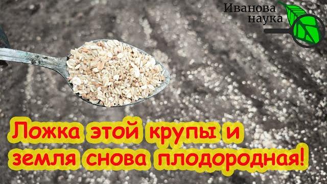 ЭТА КОПЕЕЧНАЯ КРУПА ПРЕВРАТИТ ПОЧВУ В ЧЕРНОЗЕМ! 1 ложка крупы и почва снова здоровая, плодородная. ЭТА КОПЕЕЧНАЯ КРУПА ПРЕВРАТИТ ПОЧВУ В ЧЕРНОЗЕМ! 1 ложка крупы и почва снова здоровая, плодородная.