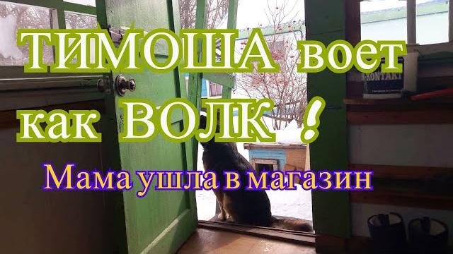 Почему собака воет ? Хозяйка ушла в магазин ! Почему собака воет ? Хозяйка ушла в магазин !