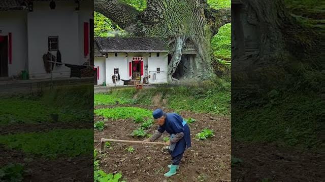 Сколько лет этому дереву ? #shorts #деревья Сколько лет этому дереву ? #shorts #деревья