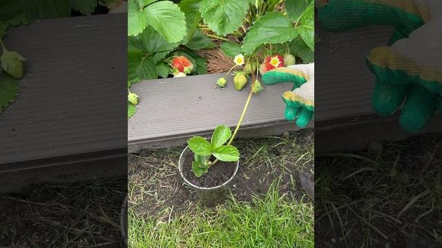 Рассада клубники #алтан #сад Рассада клубники #алтан #сад