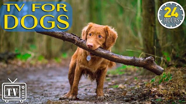 24 Hours of Best Fun & Relaxing TV for Dogs! Prevent Boredom & Anxiety with Music for Dogs! NEW 24 Hours of Best Fun & Relaxing TV for Dogs! Prevent Boredom & Anxiety with Music for Dogs! NEW