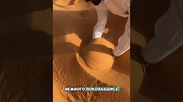 Очень редкое животное в пустыне Очень редкое животное в пустыне