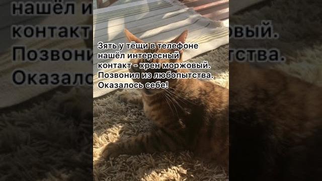 Зять у тёщи нашёл… анекдот от кожаного. Зять у тёщи нашёл… анекдот от кожаного.