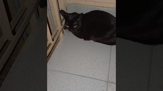 Кот в подъезде часть 2 (видео от 11.04.2025) Кот в подъезде часть 2 (видео от 11.04.2025)