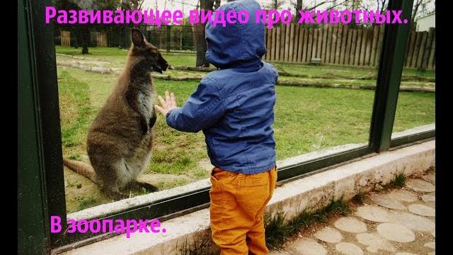 Развивающее видео про животных. В зоопарке Развивающее видео про животных. В зоопарке