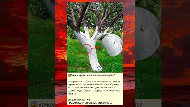 Зачем красят деревья на самом деле?#shorts Зачем красят деревья на самом деле?#shorts
