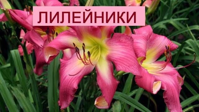Цветение лилейников(HEMEROSALIS) сорта Neon Flamingo,LEDGEWOOD S CHRISTMAS ANGEL,STRING THEORYв саду Цветение лилейников(HEMEROSALIS) сорта Neon Flamingo,LEDGEWOOD S CHRISTMAS ANGEL,STRING THEORYв саду