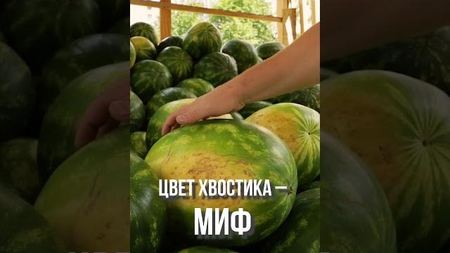 Как выбрать самый вкусный арбуз Как выбрать самый вкусный арбуз