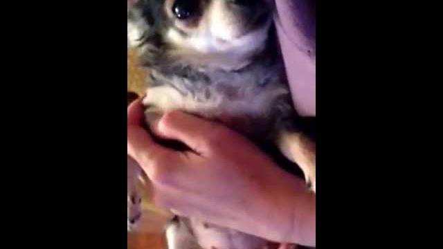 Малыш икает. Dog hiccups. Малыш икает. Dog hiccups.