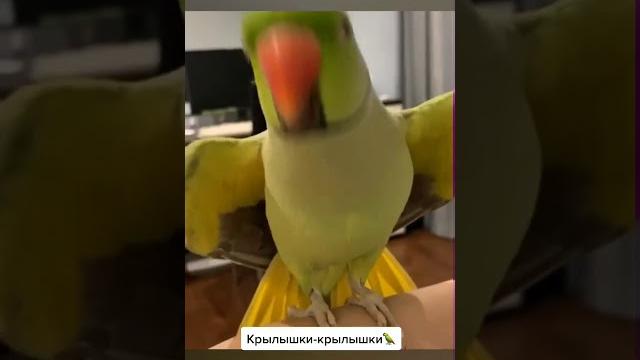 Говорящий попугай Ричи . Видели видео. Говорящий попугай Ричи . Видели видео.