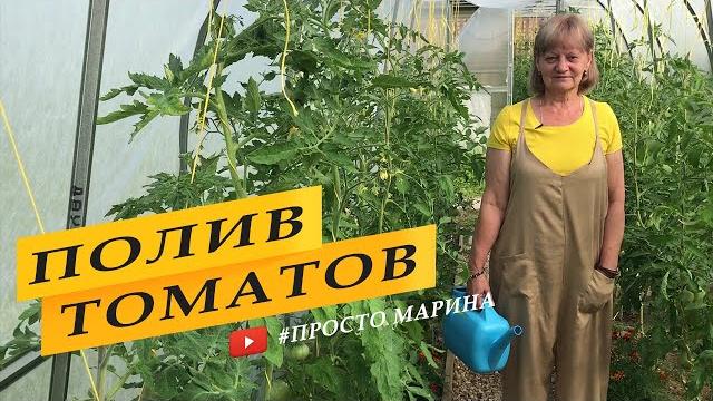 Правильный полив томатов в теплице Правильный полив томатов в теплице