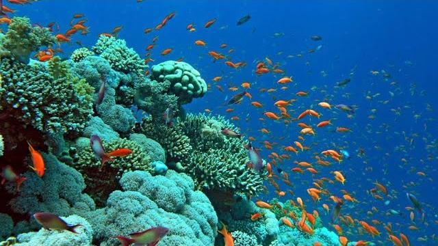 Красное море Египет 2022 / Релакс видео Красное море Египет 2022 / Релакс видео