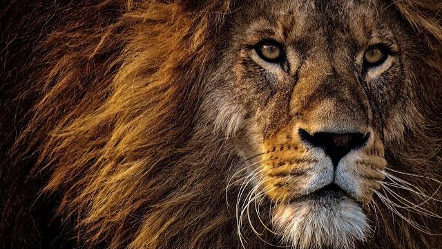 Документальный фильм про львов (National Geographic ) Документальный фильм про львов (National Geographic )