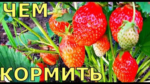 БОЛЬШОЙ урожай КЛУБНИКИ как УХАЖИВАТЬ БОЛЬШОЙ урожай КЛУБНИКИ как УХАЖИВАТЬ