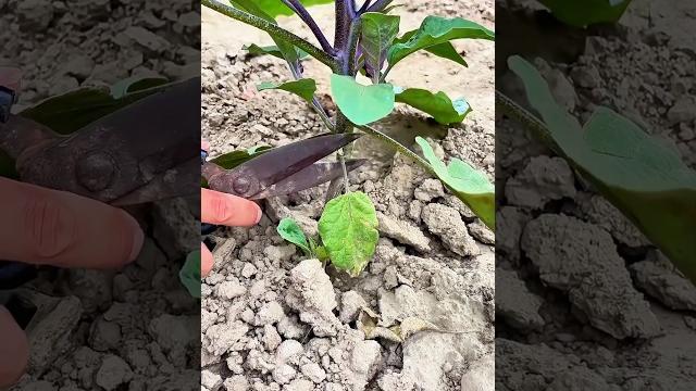 Pruning eggplant side shoots: Enhances airflow, saves nutrients and improves yield and fruit quality Pruning eggplant side shoots: Enhances airflow, saves nutrients and improves yield and fruit quality
