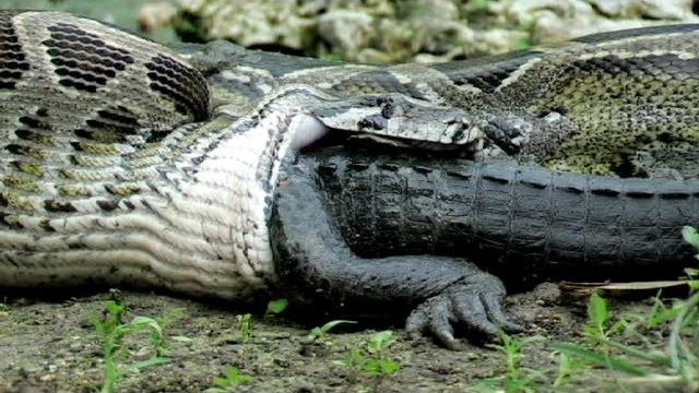 Python eats Alligator 02, Time Lapse Speed x6 Python eats Alligator 02, Time Lapse Speed x6
