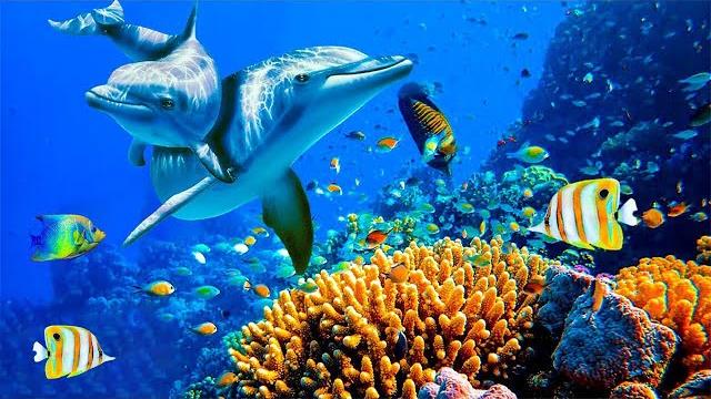 Calming music for nerves healing music for the heart and blood vessels, relaxation, music for soul Calming music for nerves healing music for the heart and blood vessels, relaxation, music for soul