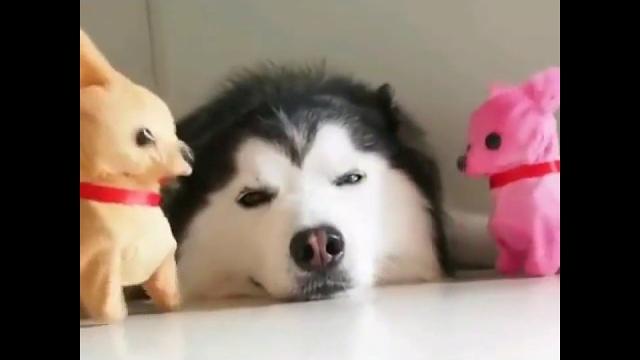 Веселые хаски: видео приколы #6 Веселые хаски: видео приколы #6