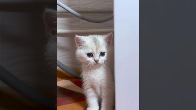 КОТЁНОК В ОПАСНОСТИ #cat КОТЁНОК В ОПАСНОСТИ #cat