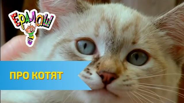 Ералаш Про котят Ералаш Про котят