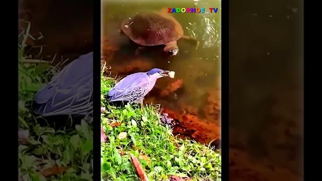 Мастер - класс по ловле рыбы! #задорноетв #озвучка #ржака #юмор #прикол #животные #рыбалка Мастер - класс по ловле рыбы! #задорноетв #озвучка #ржака #юмор #прикол #животные #рыбалка