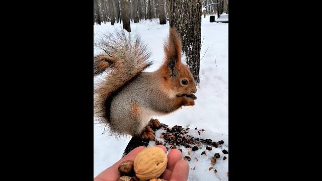 На самом деле белки зимой не делают запасов На самом деле белки зимой не делают запасов