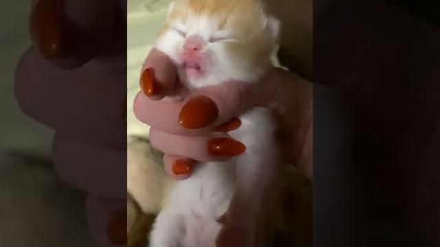 Как открывают глаза котята Как открывают глаза котята