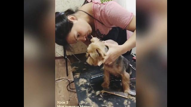 Стрижка йорка видео. Школа груминга. Стрижка йорка видео. Школа груминга.