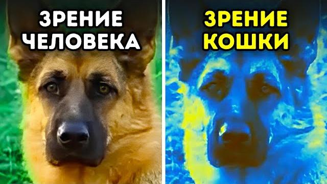 Мир глазами животных Мир глазами животных