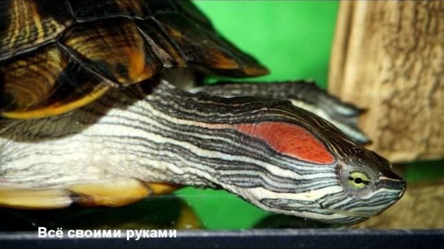 Уход и содержание красноухих черепах! Уход и содержание красноухих черепах!