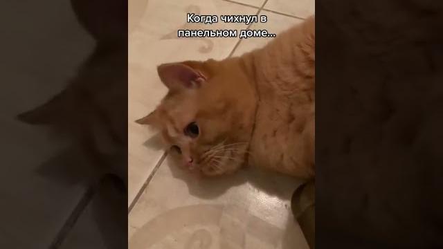 Тик ток про животных / тик ток животные / смешные животные / приколы / тренды тик ток / котики / Тик ток про животных / тик ток животные / смешные животные / приколы / тренды тик ток / котики /