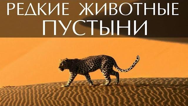 Редкие животные пустыни Редкие животные пустыни