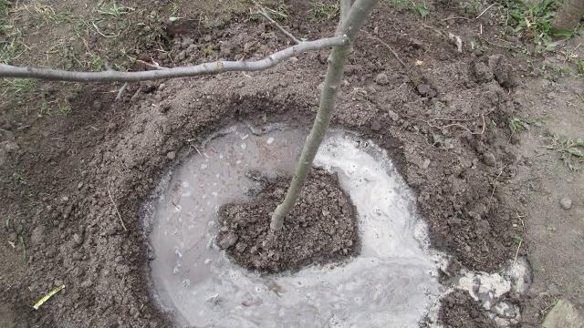 Подкормка груши весной Подкормка груши весной