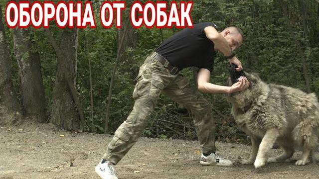 Как защититься от нападения собаки Как защититься от нападения собаки