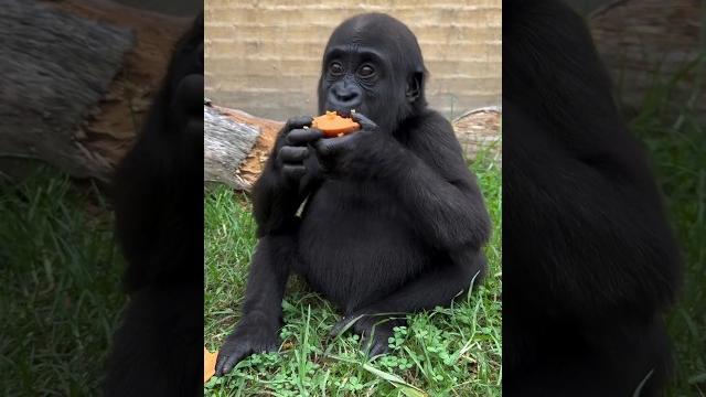 Kaius the Gorilla Living His Best Life Kaius the Gorilla Living His Best Life