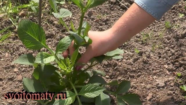 Формирование клубневых георгинов Формирование клубневых георгинов