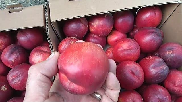 Big Top Nectarine Harvest/Урожай Нектарина Big Top Nectarine Harvest/Урожай Нектарина