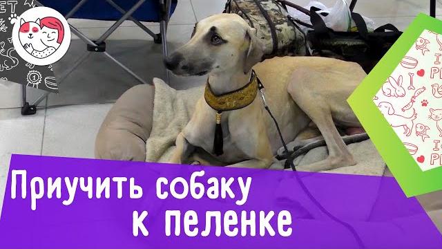 Как приучить собаку к пеленке: 4 совета Как приучить собаку к пеленке: 4 совета