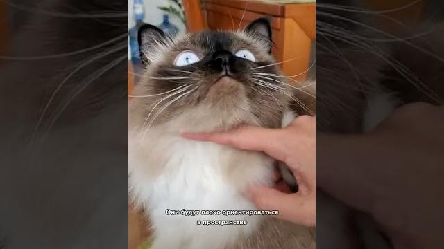 Зачем котам усы Зачем котам усы