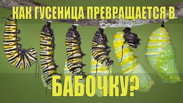 Как гусеница превращается в бабочку? | DeeAFilm Как гусеница превращается в бабочку? | DeeAFilm