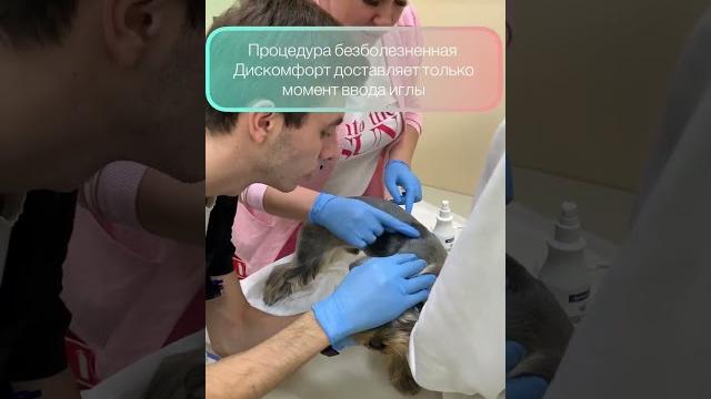 Чипирование собаки Чипирование собаки